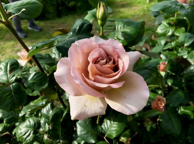 （八千代市）京成バラ園－モカローズ　茶色の薔薇